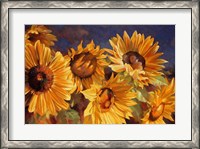 Framed Sunflower