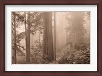 Framed Enchanted Forest II