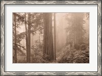 Framed Enchanted Forest II