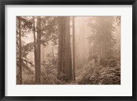 Framed Enchanted Forest II