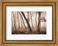 Framed Reticent Woods