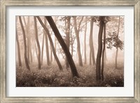 Framed Reticent Woods