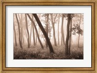 Framed Reticent Woods