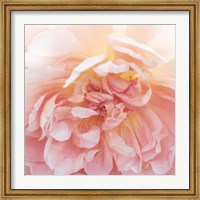 Framed Heavenly Rose