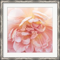 Framed Heavenly Rose