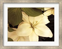 Framed Lily and Leaves