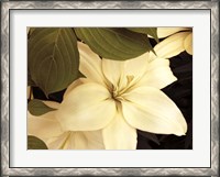 Framed Lily and Leaves