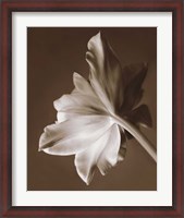 Framed Moonglow Tulip