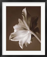 Framed Moonglow Tulip