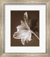 Framed Moonglow Tulip
