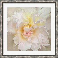 Framed Paeonia