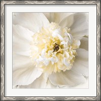 Framed Peony Praise