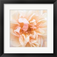 Framed Promise Rose