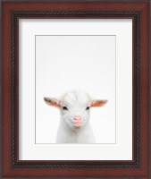 Framed Baby Goat