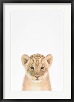 Framed Baby Lion