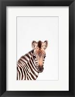 Framed Baby Zebra