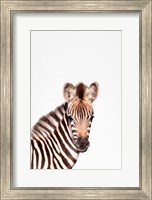 Framed Baby Zebra