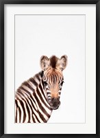 Framed Baby Zebra