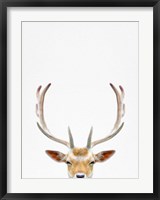 Framed Deer