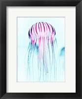 Framed Jelly Fish