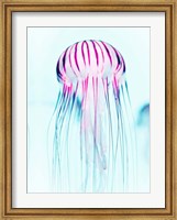 Framed Jelly Fish