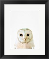 Framed Owl