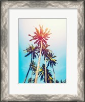 Framed Palms in the Sun