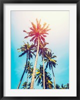 Framed Palms in the Sun