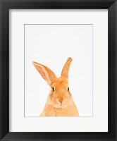 Framed Rabbit