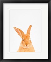 Framed Rabbit