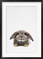 Framed Rabbit II