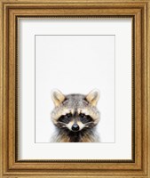 Framed Raccoon
