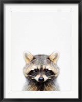 Framed Raccoon