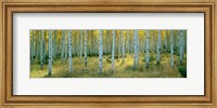 Framed Aspens, Ashley