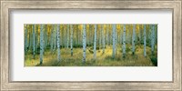 Framed Aspens, Ashley