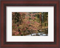 Framed Dogwoods & Sequoia