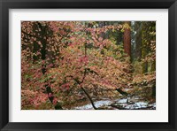 Framed Dogwoods & Sequoia