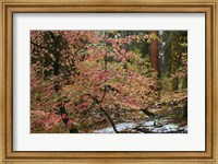 Framed Dogwoods & Sequoia