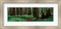 Framed Redwoods Path
