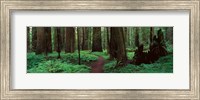 Framed Redwoods Path