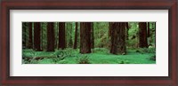 Framed Redwoods, Rolph Grove