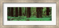 Framed Redwoods, Rolph Grove
