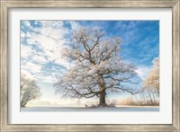 Framed Cold Oak