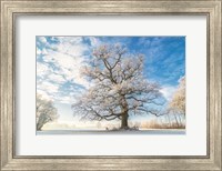 Framed Cold Oak
