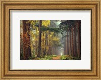 Framed Colors of the Forest