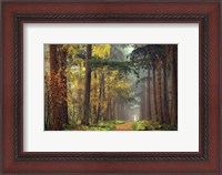Framed Colors of the Forest