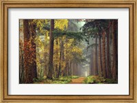 Framed Colors of the Forest