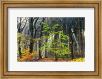 Framed Colors of the Forest IV