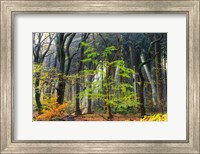 Framed Colors of the Forest IV