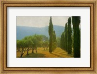 Framed Cypress Shadows